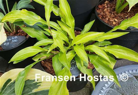 Hosta Inca Gold